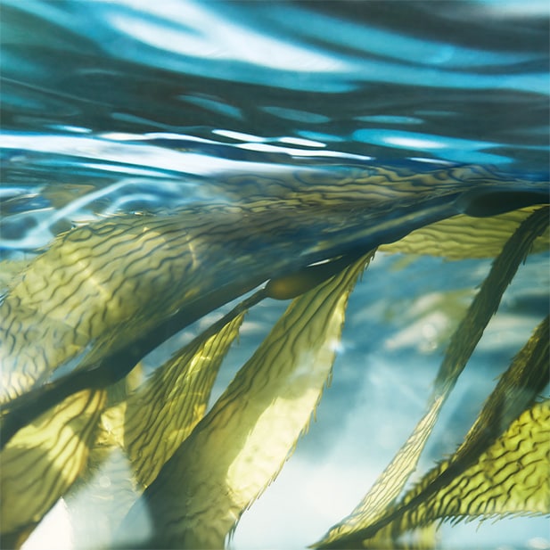 NOTRE ENGAGEMENT EN NEUTRALITÉ CARBONE