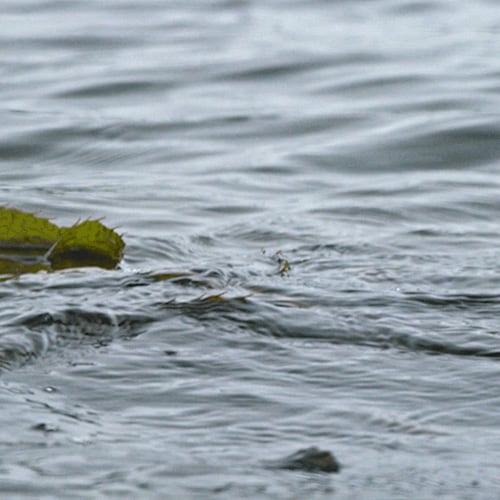 LES AVANTAGES DE L’ANTIOXYDANT